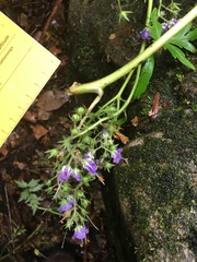 Phacelia bipinnatifida