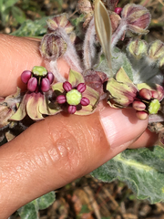 Asclepias californica