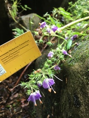 Phacelia bipinnatifida