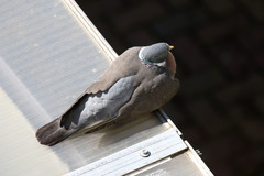 Columba palumbus
