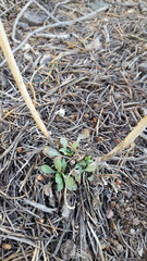 Caulanthus crassicaulis