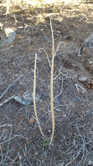 Caulanthus crassicaulis