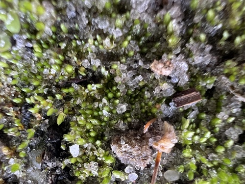 Gemmabryum apiculatum observed 2024-02-19