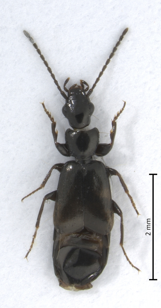 Microlestes fissuralis