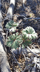 Hydrophyllum capitatum