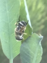Palpada mexicana
