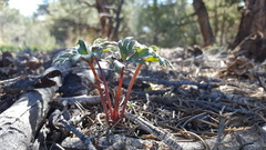 Hydrophyllum capitatum