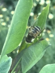 Palpada mexicana