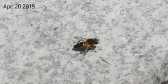 Helophilus eristaloidea