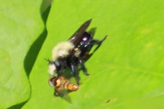 Laphria flavicollis