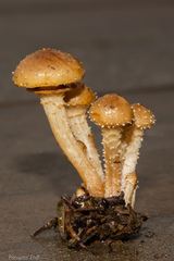 Pholiota subflammans