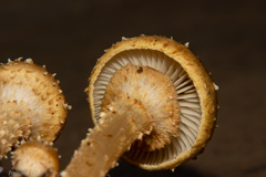 Pholiota subflammans