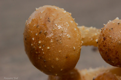 Pholiota subflammans