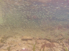 Atheriniformes