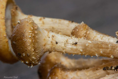 Pholiota subflammans