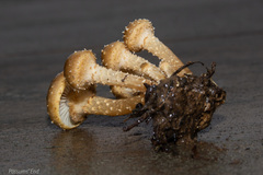 Pholiota subflammans