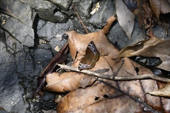 Euthalia monina monina