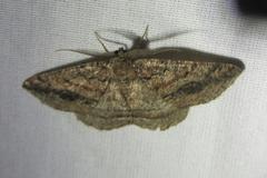 Pterospoda nigrescens