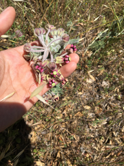 Asclepias californica