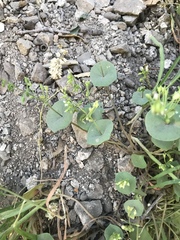 Claytonia parviflora