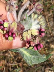 Asclepias californica