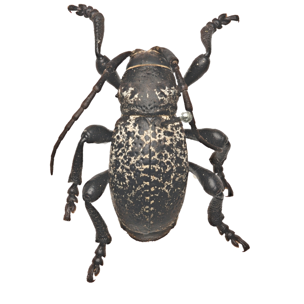 Moneilema blapsides