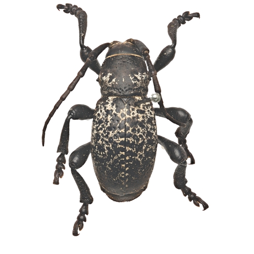 Moneilema blapsides