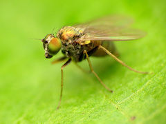 Diaphorinae
