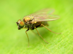 Diaphorinae