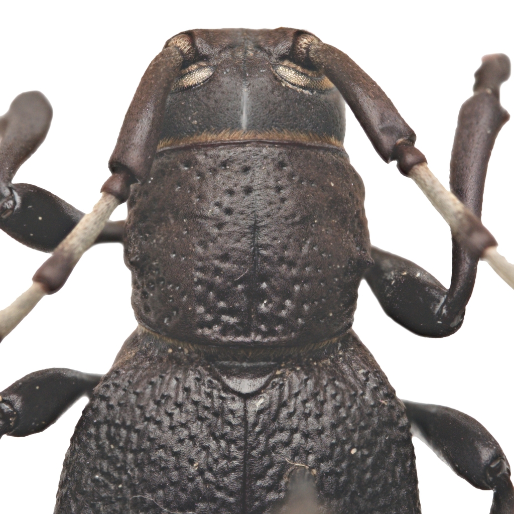 Moneilema semipunctatum