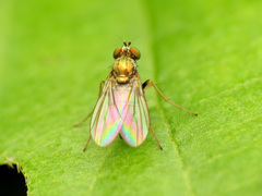 Diaphorinae