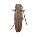 Ataxia falli - Photo no hay derechos reservados, subido por University of Delaware Insect Research Collection