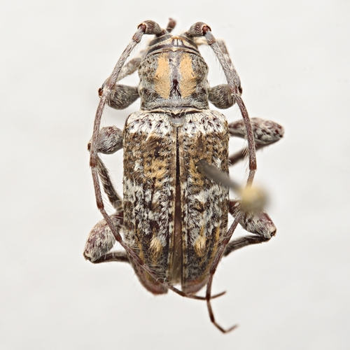 Hypomia mexicana