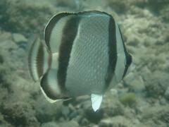 Threebanded Butterflyfish photo 4