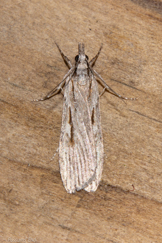 Scoparia