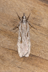 Scoparia indistinctalis