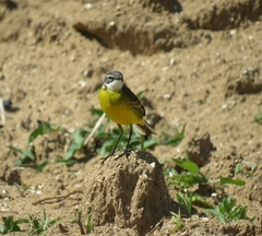Motacilla flava iberiae