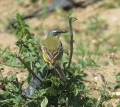 Motacilla flava iberiae