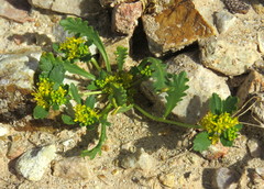 Lepidium flavum