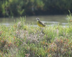 Motacilla flava iberiae
