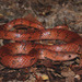 Blotched Hooknose Snake - Photo (c) Daniel Durán Arceo, some rights reserved (CC BY-NC), uploaded by Daniel Durán Arceo