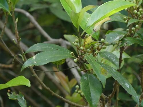 Symplocos cochinchinensis iNat (3)