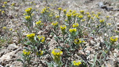 Alyssum desertorum