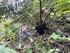 Giant Fern (Angiopteris evecta)