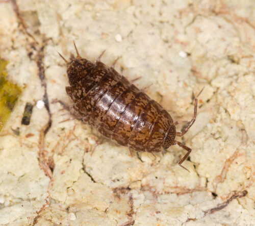 Chaetophiloscia lagoi