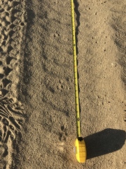 Perognathinae