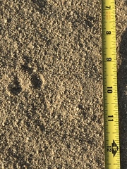 Perognathinae