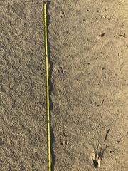 Perognathinae