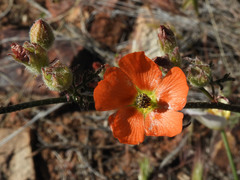 Sphaeralcea rusbyi