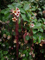 Strophanthus preussii